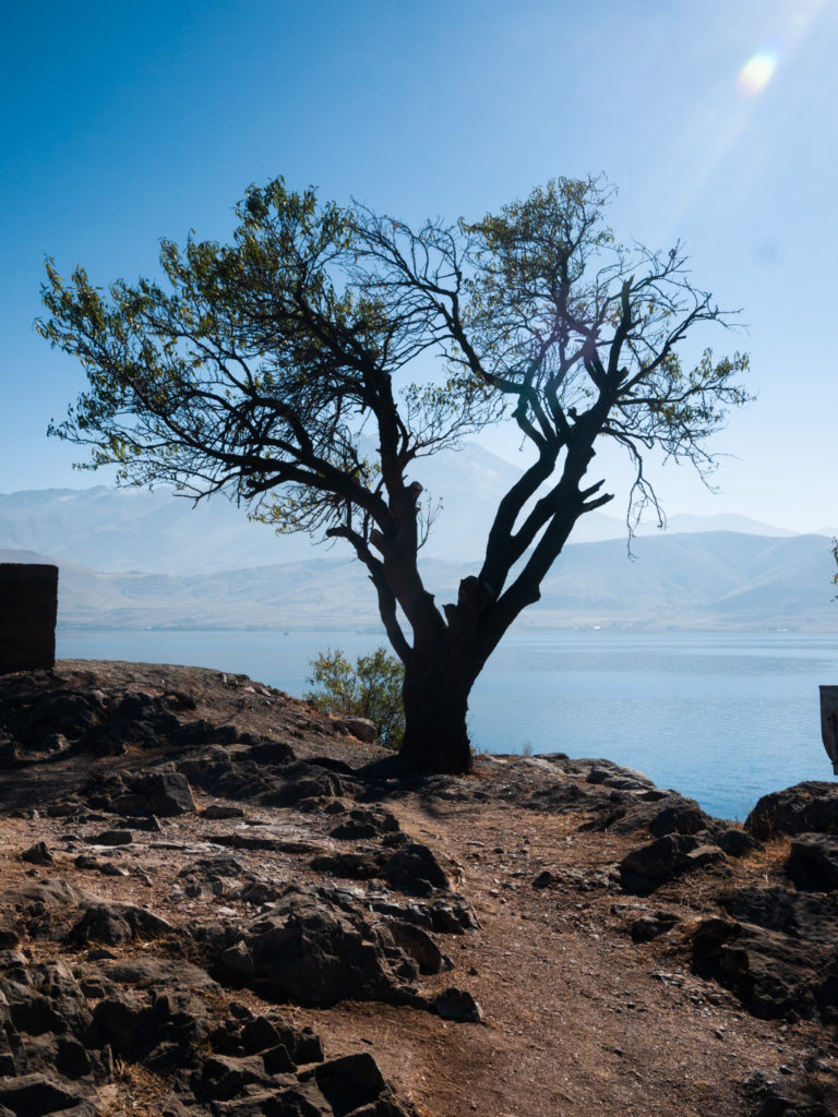 Sur l'île d'Akdamar, un arbre majestueux à proximité de l'église Sainte-Croix semble réconcilier la terre et le ciel. Van (Turquie), novembre 2010.