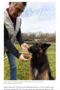 Publication le 7 février 2025 sur le site du journal britannique The Times dans le cadre du reportage sur le chien chasseur de truffes Horus.
